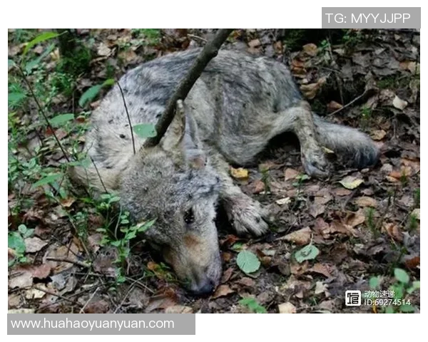 山猫与风暴的精彩对决竞猜分析与策略探讨