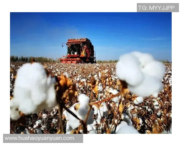 新疆与广东在各领域的对比分析及其影响力探讨